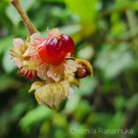 Rubus indicus Thunb.